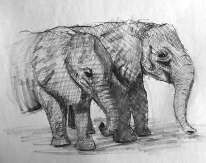 elephant-drawing-step6